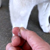 柴犬まつちゃんの毛は、するりと簡単に抜けました（画像提供：白柴まつさん）