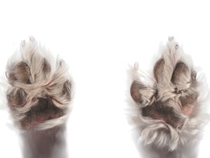 念願の犬との暮らし。小学性の頃から言い続けた言葉は責任感を生んだ