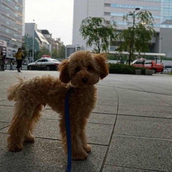 お散歩は問題ナシ！でも、やっぱりちょっと不安そう？（提供：ＵＧ）