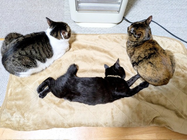 お年ちゃん猫の間でゴロン！大物の予感がするあんずちゃん（画像提供：きのひとまるさん）