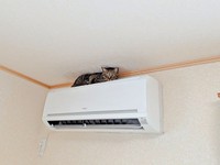 動物病院へ行ってから3日後、夕方またエアコンの上におさまる紬ちゃん（画像提供：つばきさん）