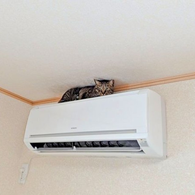動物病院へ行ってから3日後、夕方またエアコンの上におさまる紬ちゃん（画像提供：つばきさん）