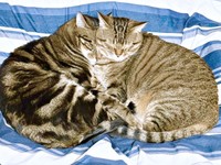 ぴったりくっついて眠る（左から）シンバくん、ナラちゃん（画像提供：シンバとナラさん）