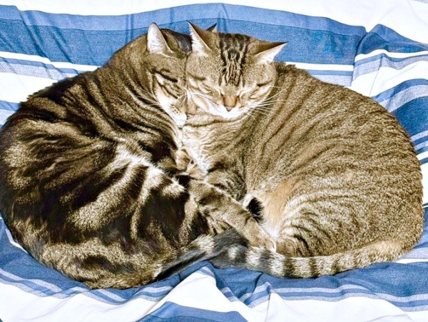 ぴったりくっついて眠る（左から）シンバくん、ナラちゃん（画像提供：シンバとナラさん）