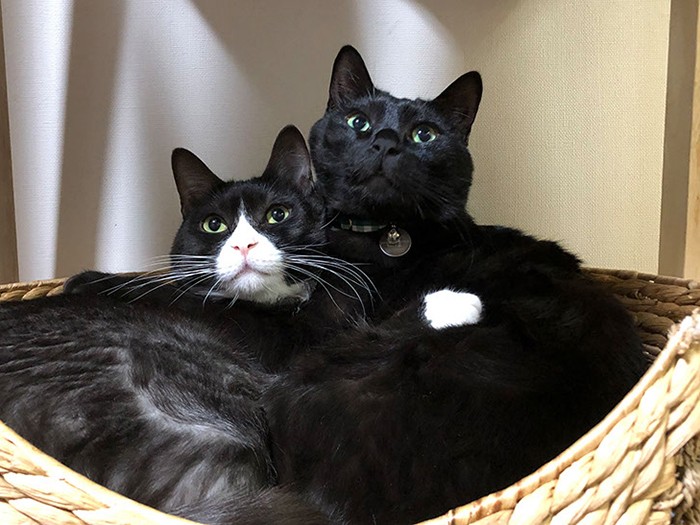 あさりとわさび。「僕らイケメンブラザーズ？」（さわたさん提供）