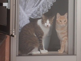 思い届かず？　オス猫２匹と娘たちの微妙な関係「佐藤家の男女４人冬物語」