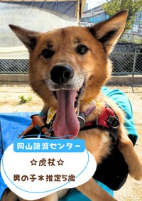 24日の譲渡会に参加予定「虎杖」（推定5歳）／提供：ピースワンコ・ジャパン