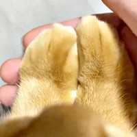 つぶちゃんのそろった前足に手を添える飼い主さん（画像提供：つぶさん）