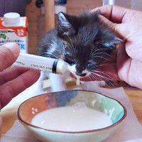 シリンジでご飯を食べるまぎちゃん（画像提供：hiro_8083さん）