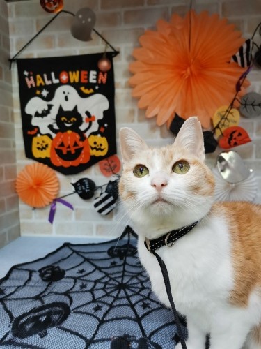 病院で飼育していた「ちゃげ」。輸血ドナー猫として活躍した。「寝ている時以外、ゴロゴロのどを鳴らしているご機嫌な子。病院のアイドルでした」（小原さん提供）