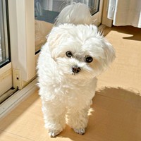 ぽかぽか陽気の日は窓際が最高のくつろぎスポットに（画像提供：天使のイッヌさん）