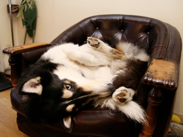 変な格好でソファに収まる人