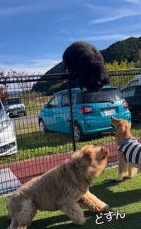 ドスン！コケた・・・（飼い主さん提供、Instagramよりキャプチャ撮影）