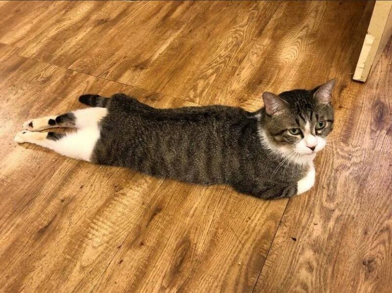 びよーんと伸びています（ねこかつ提供）