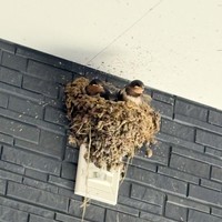 ツバメの子育てを見守ることに…／佐藤誠さん（@makoto.satou.7505）提供