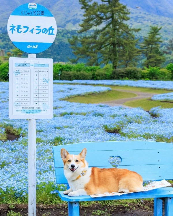 バス停で笑顔を見せる神楽ちゃん（画像提供：コーギーの神楽さん）