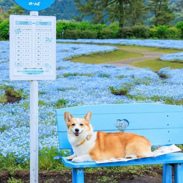 バス停で笑顔を見せる神楽ちゃん（画像提供：コーギーの神楽さん）