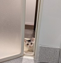 桃ちゃんの代替えとして提示された、マンチカンのそらちゃん