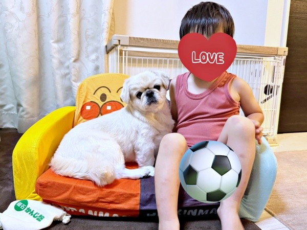 一緒に仲良く寄り添うとろろくんと息子さん（画像提供：ペキニーズのとろろさん）