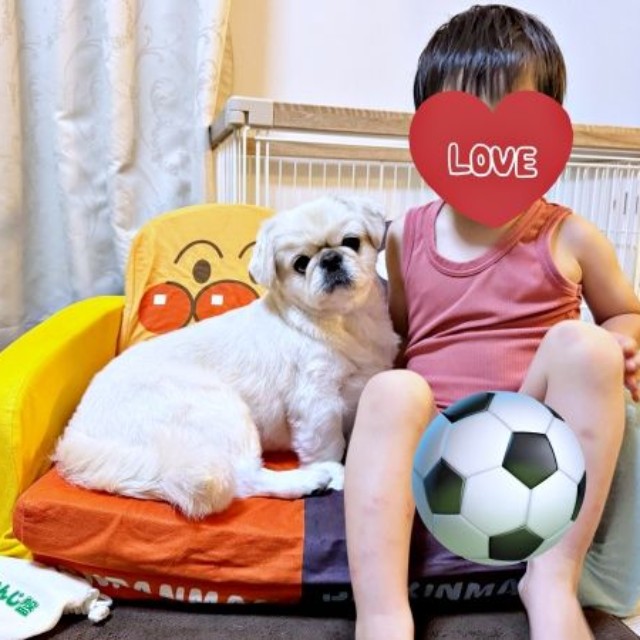 一緒に仲良く寄り添うとろろくんと息子さん（画像提供：ペキニーズのとろろさん）