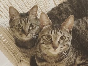 優しさをくれる猫に、幸せの恩返し　自然派のペットブランド設立