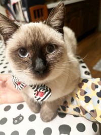 おすまし顔がキュートなおこげちゃん（画像提供：コハちゃん）