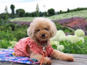 紫陽花、きれいだね　興奮すると手足を伸ばしてバタバタしちゃう、トイプー「あずき」