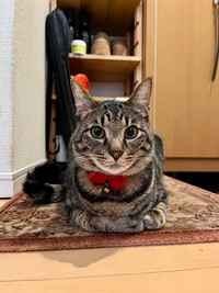 すくすくと成長したぜんくん（画像提供：お母ちゃん こてつ ぜんさん）