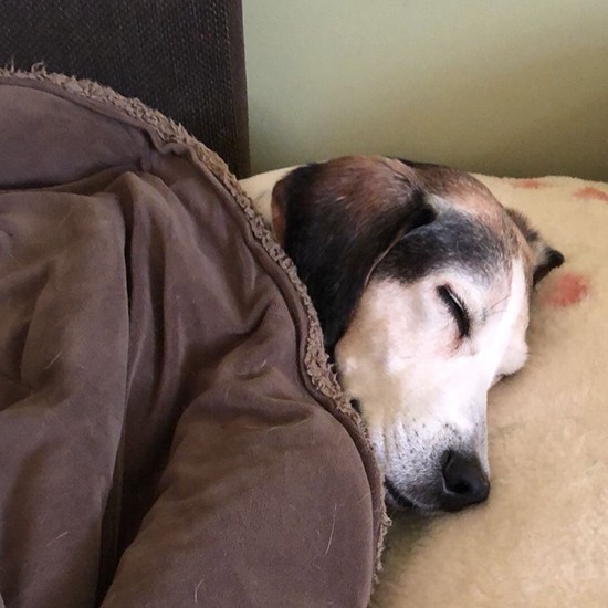 温かなふとんで、おやすみ。「明日も散歩が楽しみ」「（泉水さん提供）