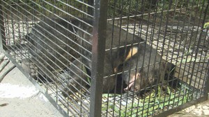 駅前の街路樹に熊　５時間半後に麻酔銃で捕獲　仙台・青葉区ＪＲ陸前落合駅前