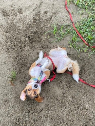 「遊ぶのって楽しいな」（甲田さん提供）