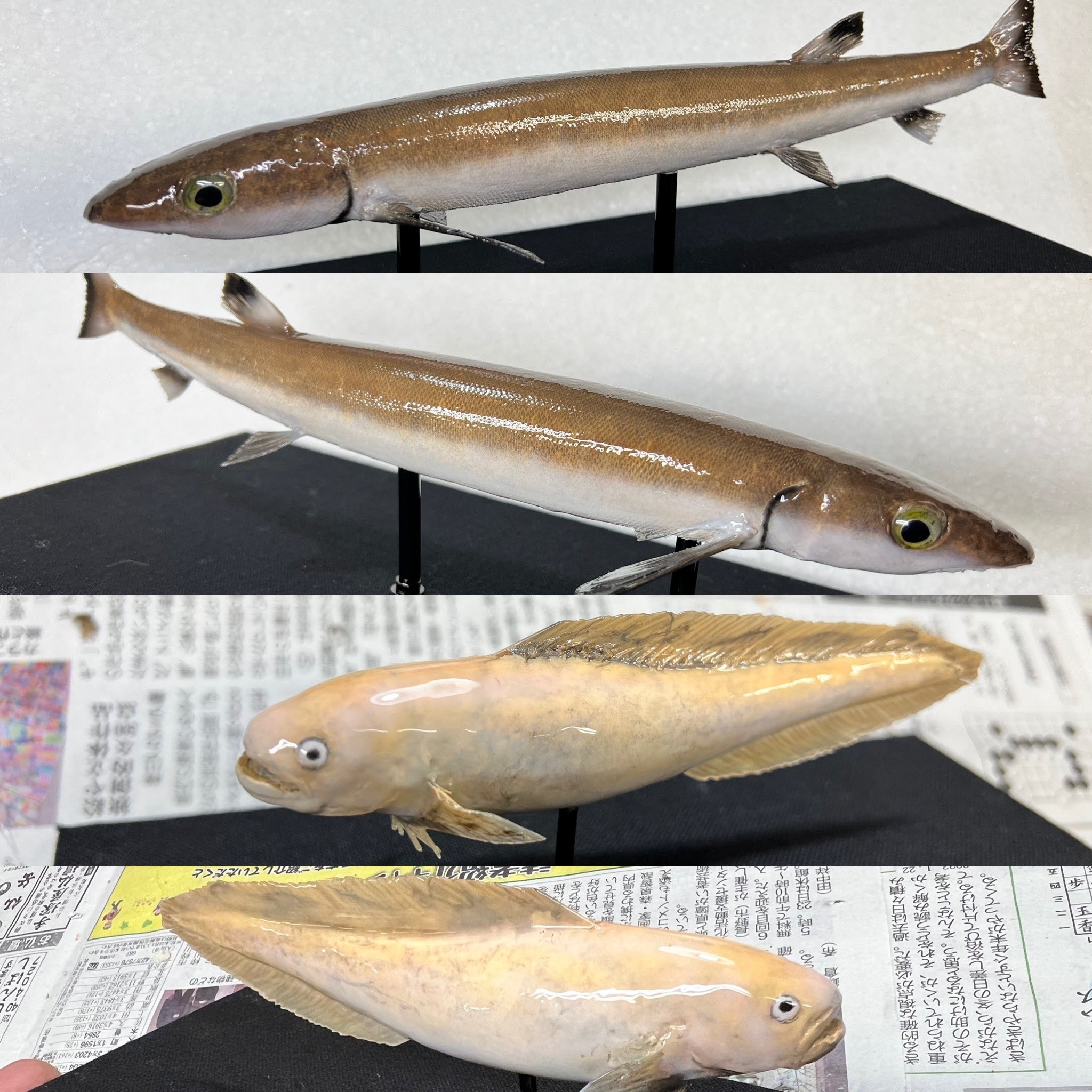 リュウグウノツカイの動画に国内外が興味津々 歴27年の剥製作家に聞いた「これだけ状態の良いのは貴重」(画像5)|まいどなニュース