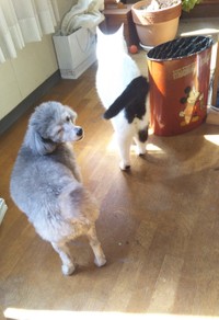 犬くんと猫さまは、お空にいます（提供：松本ひで吉さん）