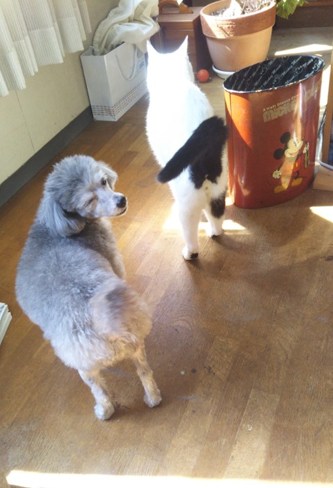 犬くんと猫さまは、お空にいます（提供：松本ひで吉さん）