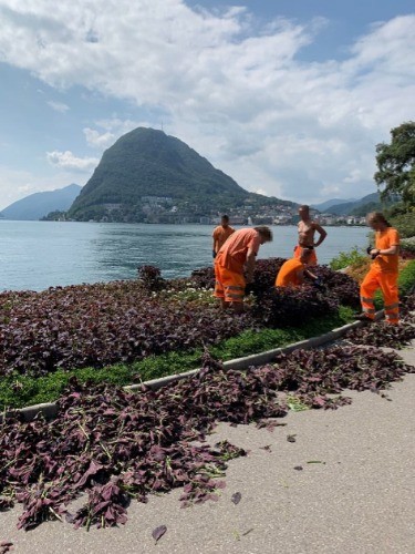 確かに暑い日でした、がもしかしてマッチョを見せたい！？と思わせるかっこいい剪定軍団