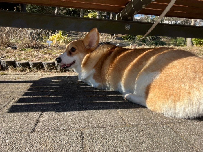 「おとなしい性格で、今まで2回くらいしかほえるのをみたことがないんです」とYさん（Yさん提供）