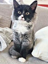 毛色がグレーに！？  お迎え前、見た目がガラッと変わったときのぐらくん（画像提供：zoes.810さん）