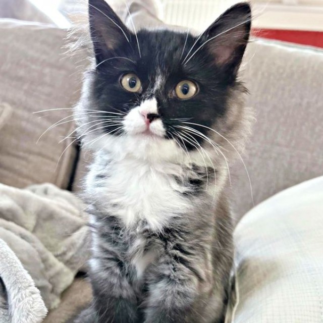 毛色がグレーに！？  お迎え前、見た目がガラッと変わったときのぐらくん（画像提供：zoes.810さん）