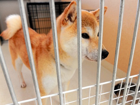 動物愛護センターを１８年開設　兵庫・明石市