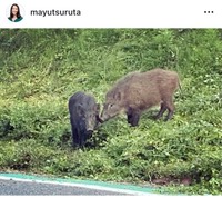 鶴田真由インスタグラム＠mayutsurutaより