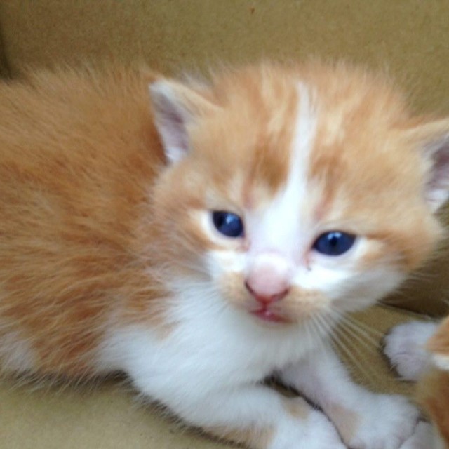 子猫のころのダンゴくん（「W＊S」さん提供、Instagramよりキャプチャ撮影）