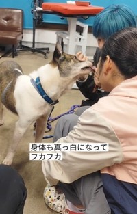 おやつをおいしそうに食べる保護犬（「グルーミングサロンHUGDOG」さん提供、Instagramよりキャプチャ撮影）