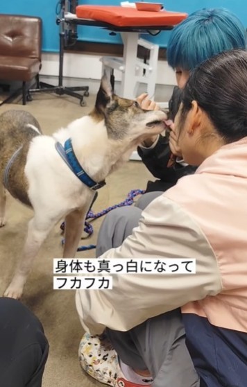 おやつをおいしそうに食べる保護犬（「グルーミングサロンHUGDOG」さん提供、Instagramよりキャプチャ撮影）