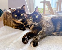 同じサビ猫でも個性くっきり！ （左から）めいちゃん、よもぎちゃん（画像提供：さびニャンズさん）