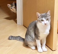 マリンちゃんとカリンちゃんに「ずっとのお家」が見つかりますように！