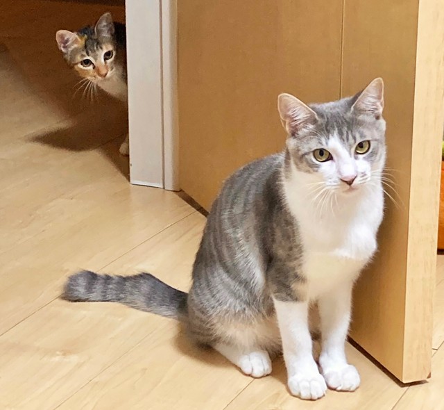 マリンちゃんとカリンちゃんに「ずっとのお家」が見つかりますように！