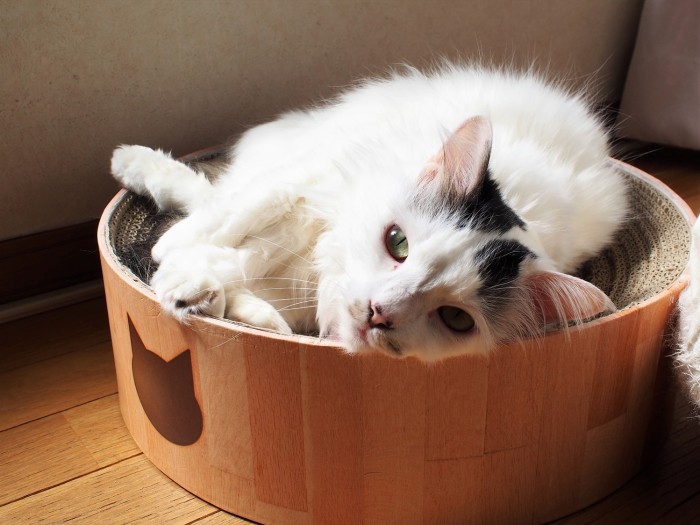 ミーちゃんは、お寺の境内生まれ