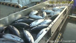 カツオの一本釣り船が水揚げ　宮城・気仙沼港