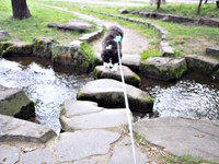 飛び石の川渡りに挑むいぬくん（画像提供：@i_n_u_k_u_n）