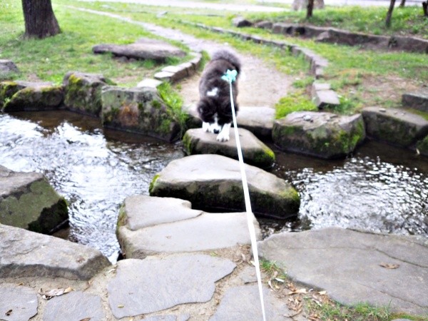 飛び石の川渡りに挑むいぬくん（画像提供：@i_n_u_k_u_n）